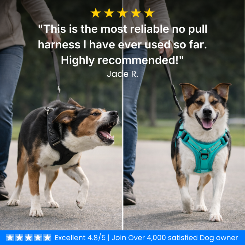 No Pull Dog Harness