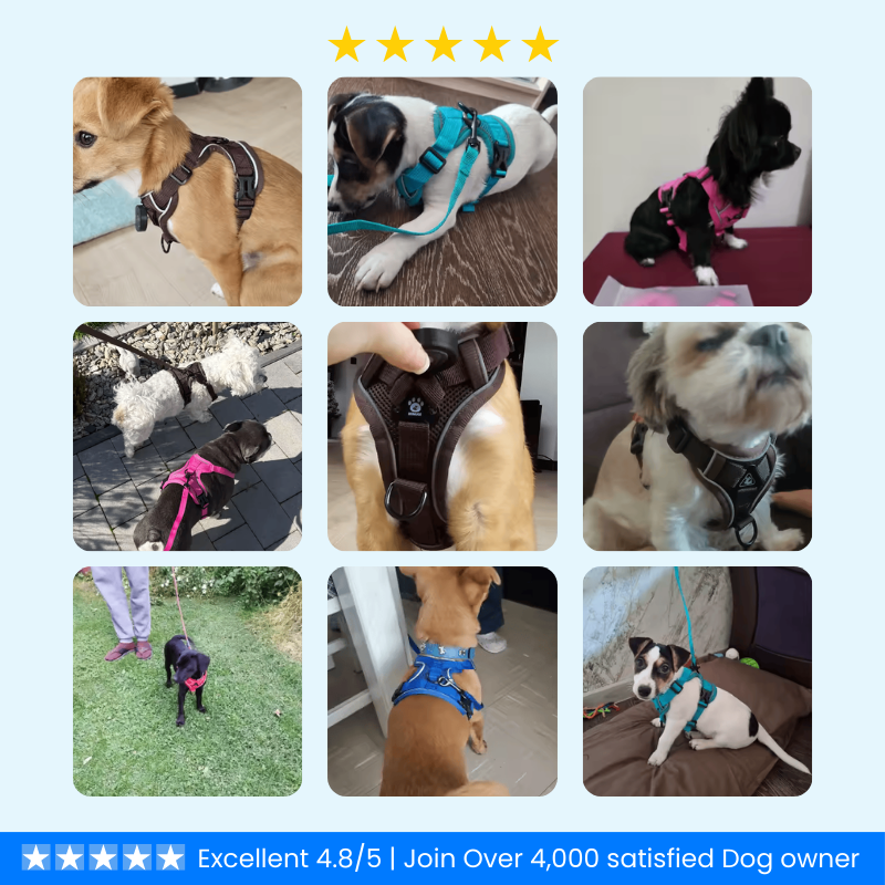 No Pull Dog Harness