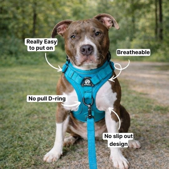 No Pull Dog Harness