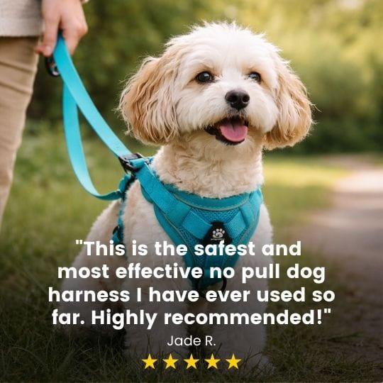 No Pull Dog Harness